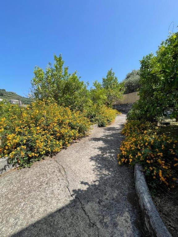 Villa Rosmary ماسّا لوبْرينسِ المظهر الخارجي الصورة