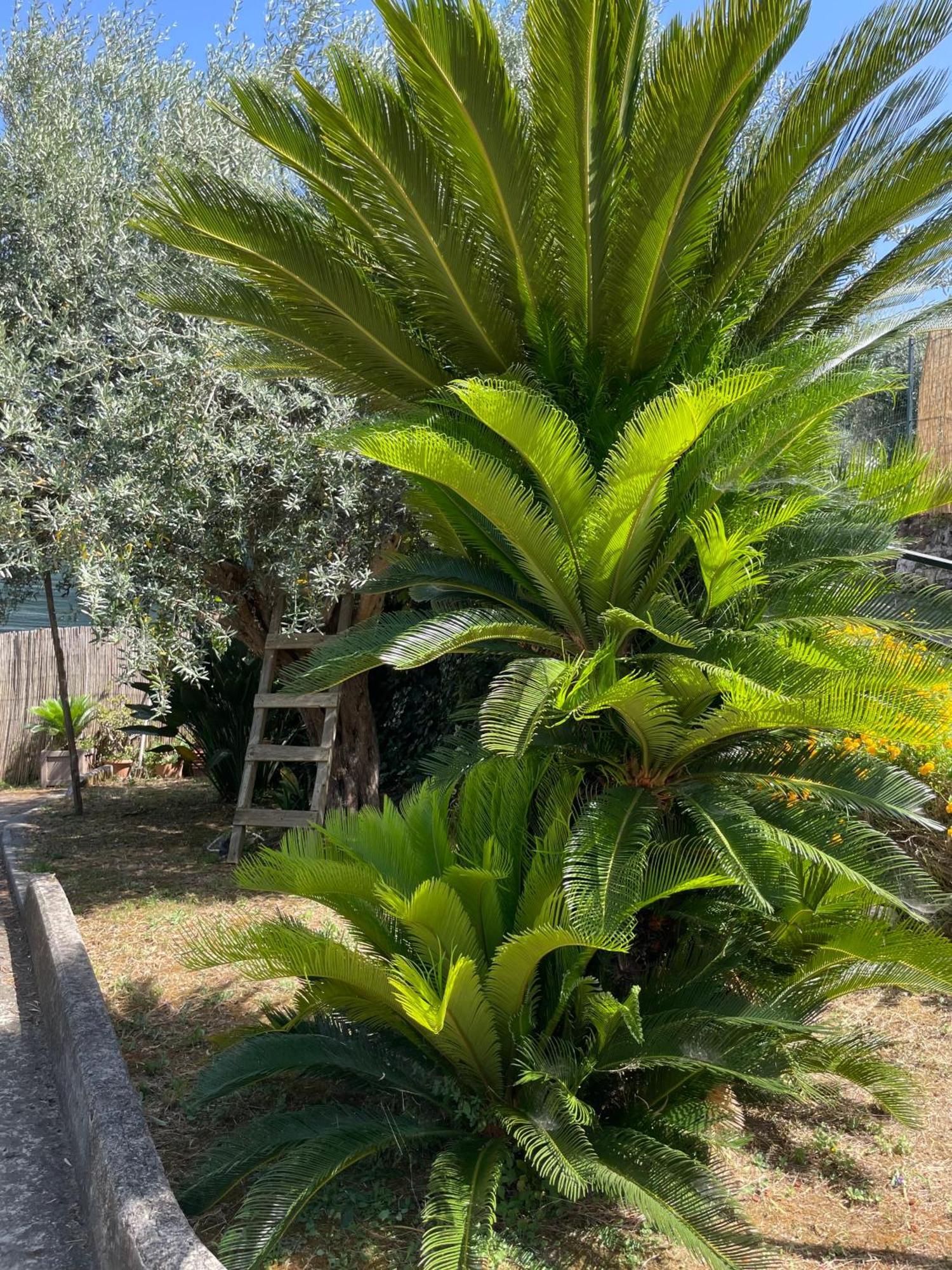 Villa Rosmary ماسّا لوبْرينسِ المظهر الخارجي الصورة